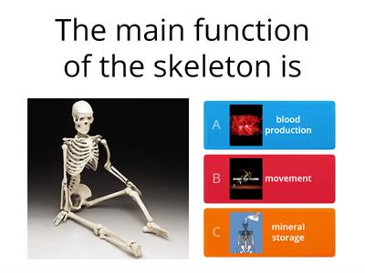 Skeleton,muscles and movement quiz