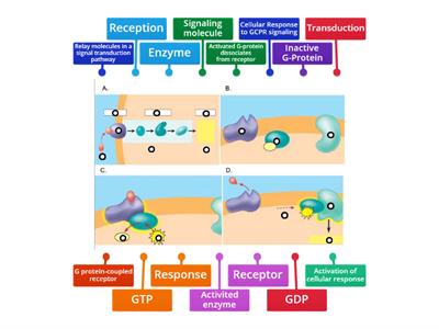 Cell Signaling- Chapter 11