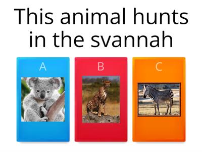 Animals