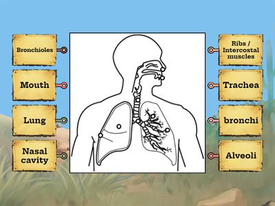 Respiratory System