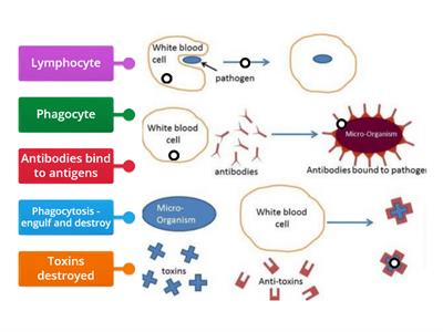 Immune response - fighting pathogens