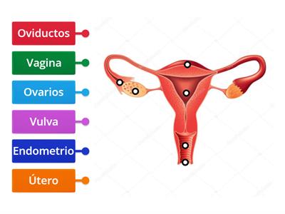 Estructura Sistema reproductor femenino