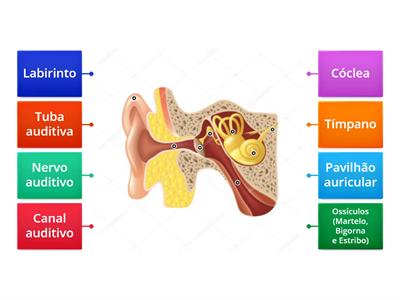 Anatomia do ouvido humano