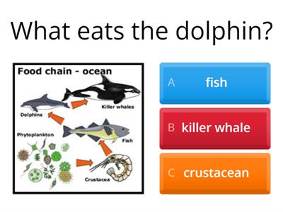 Ocean Food Chain