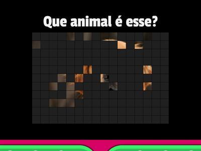 Rio & Learn: Vocabulário de animais (1)