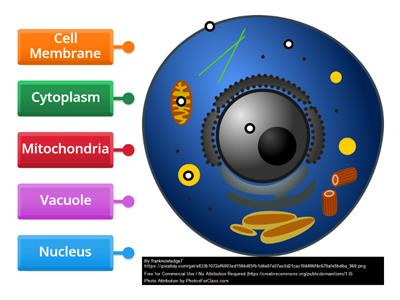 Animal Cell Organelles