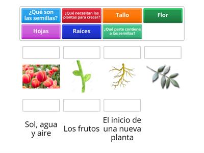 Explorando el Mundo de las Plantas