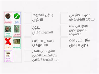 دورة حياة النباتات اللازهرية