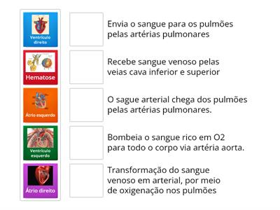 Anatomia do Coração