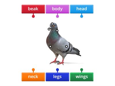 Birds - body