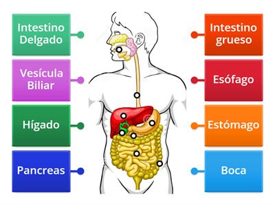 Anatomía del Sistema Digestivo