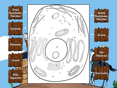 Animal Cell Diagram Labeling