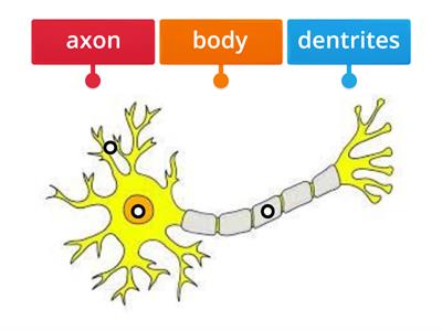 y5 sc-u2- Parts of the neuron