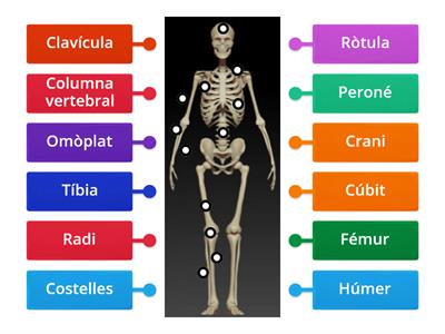 Ossos del cos humà 2n cicle