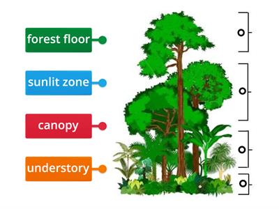 Layers of the rainforest