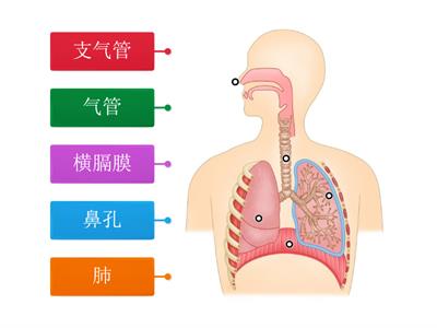 四年级科学：人类的呼吸器官