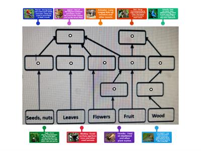 Rainforest foodweb