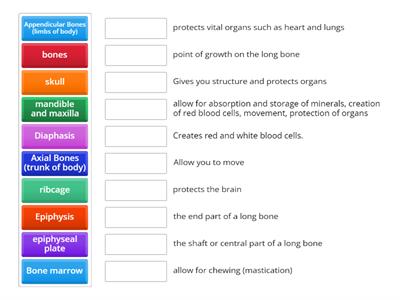 Skeletal System Physiology