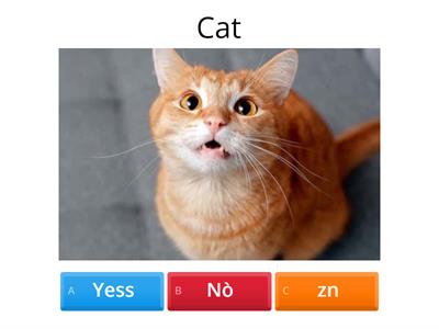 Silly cats quiz 2 