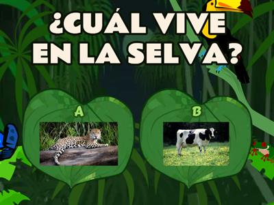 ANIMALES DE LA SELVA MISIONERA