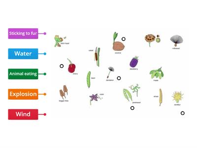 Seed dispersal