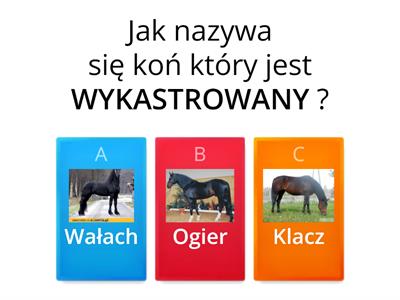 Test - Sprzęt jeździecki