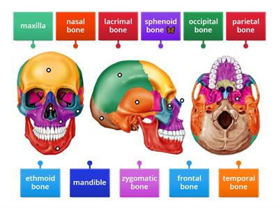 Cranial and Facial Bones