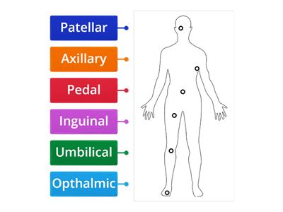 Anatomical Terms (Anterior View)