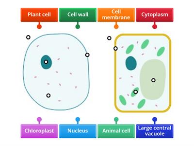 Animal and plant cell (level 1)