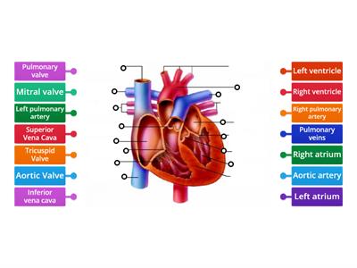 Heart 6º