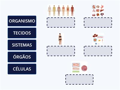 Níveis de organização bio