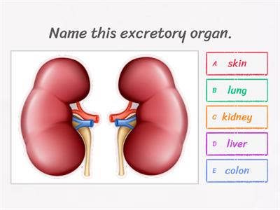 Excretory organs and their products