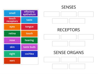 y5 sc-u2- Sense organs, receptor and senses