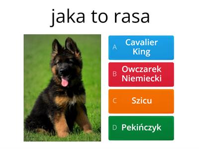 Rasy psów