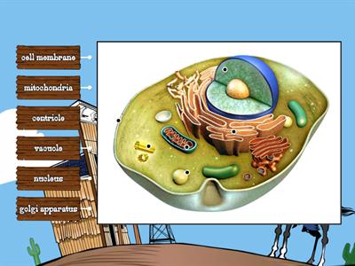 Label Animal Cell Organelles