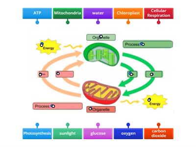 Photosynthesis and Cellular Respiration SNB p.37