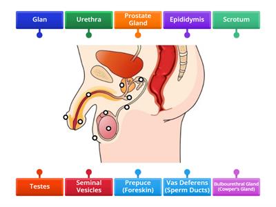 Male Reproductive System