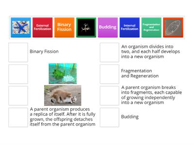 Asexual & Sexual Reproduction in Animals