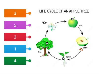  life cycle