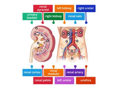 Urinary System Labeling 
