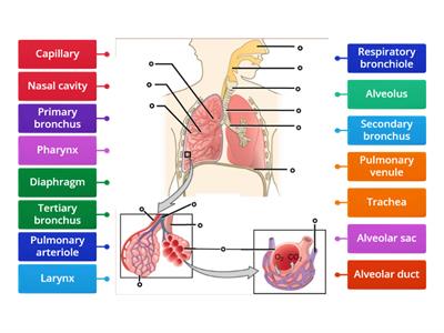 Respiratory System