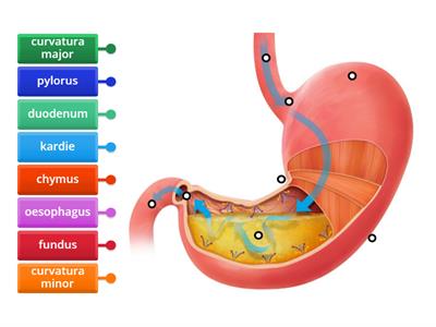 Anatomie žaludku