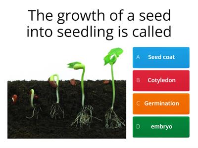 Reproduction in Plants