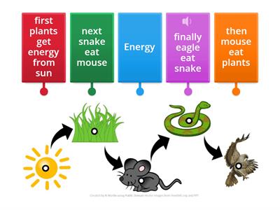  Food Chain grade 6 T   FTN