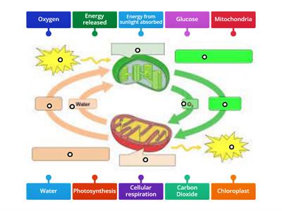 Warm - Up: Photosynthesis and Cell Respiration