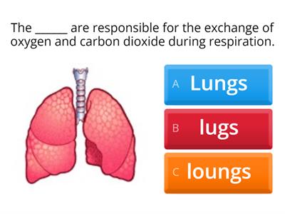 Spelling on the Respiratory System