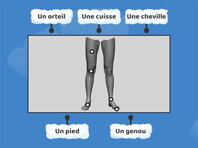 Les parties du corps - Les jambes