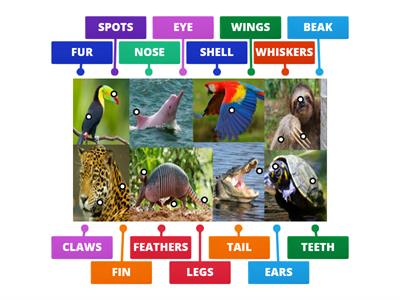 Amazonian animals: Body parts!