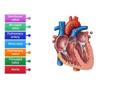 Structure of A Human Heart