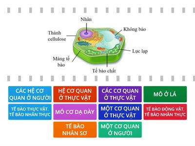  ÔN BAI 21 - KHTN 6